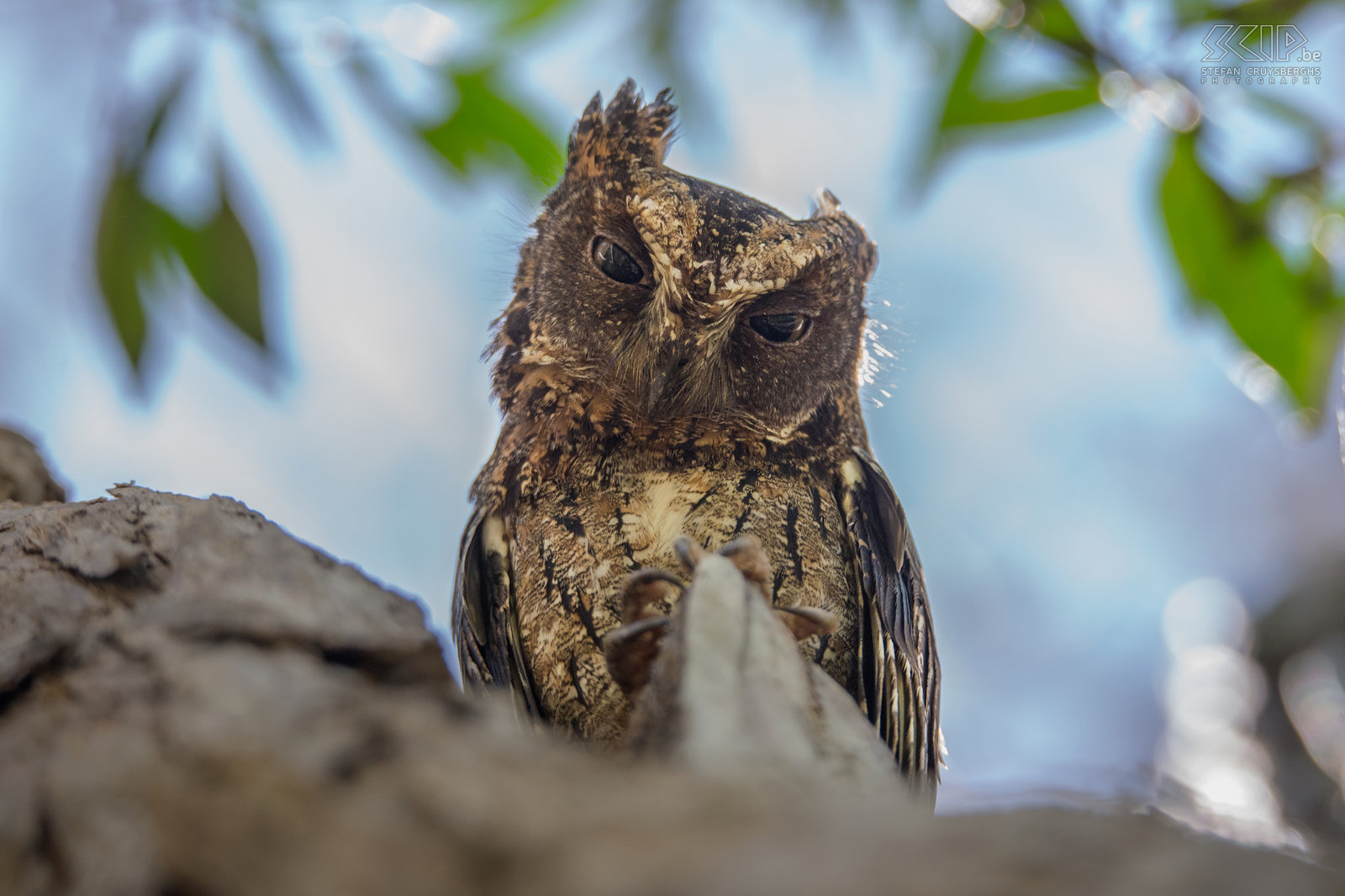 Kirindy - Malagasy scops owl Malagasy scops owl or rainforest scops owl (Otus rutilus) Stefan Cruysberghs